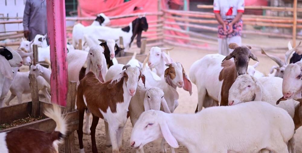 Organic farms avoid toxic inputs, improve soil health, grow clean, sustainable food that supports nature.