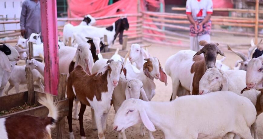 Organic farms avoid toxic inputs, improve soil health, grow clean, sustainable food that supports nature.