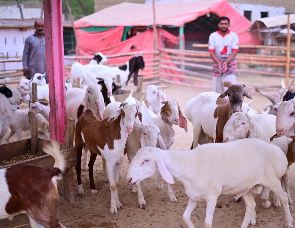 Organic farms avoid toxic inputs, improve soil health, grow clean, sustainable food that supports nature.