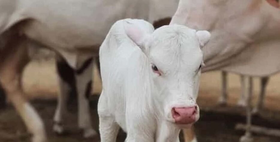 Nurturing excellence, delivering trust. Whether you’re looking to buy premium livestock or need expert care for your animals, Syed and Sons is your reliable partner in quality cattle and compassionate care.