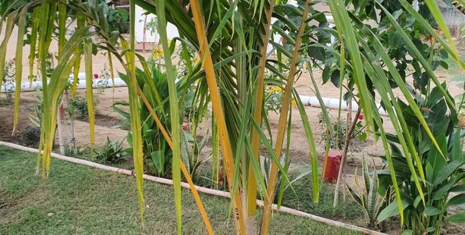 Green spaces, crafted with care | Transform your home, office, or farm with our premium plants, landscaping, and expert gardening services.