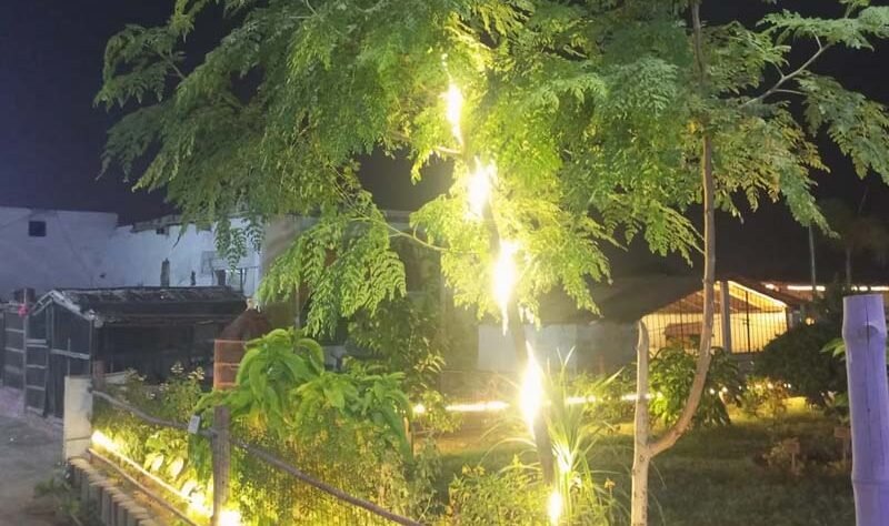 Nurturing nature, delivering purity. We cultivate chemical-free, organic products straight from our sustainable farm to your table.