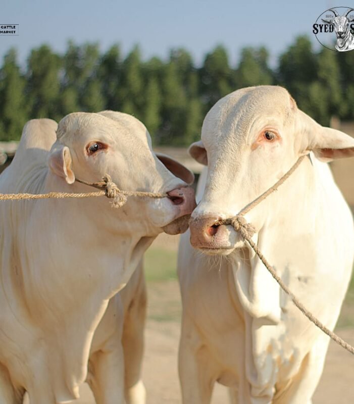 Organic farms avoid toxic inputs, improve soil health, grow clean, sustainable food that supports nature.