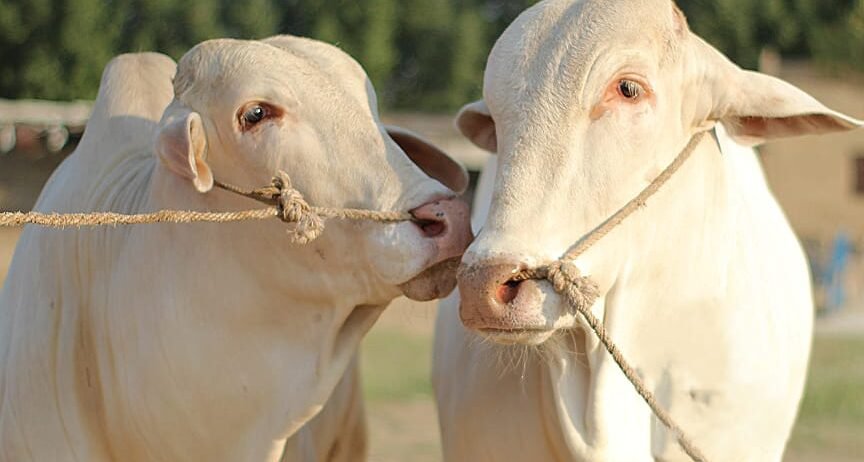 Organic farms avoid toxic inputs, improve soil health, grow clean, sustainable food that supports nature.