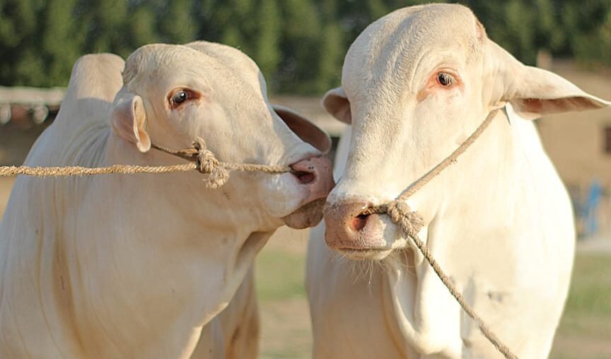 Organic farms avoid toxic inputs, improve soil health, grow clean, sustainable food that supports nature.