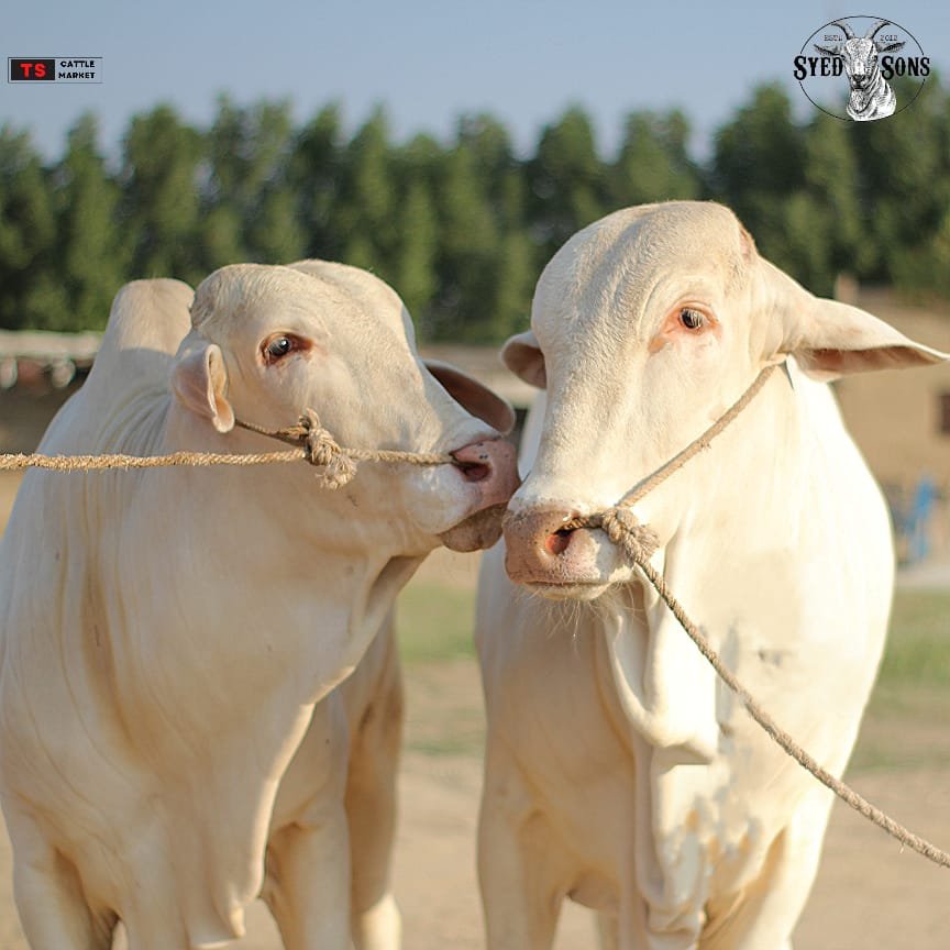 Organic farms avoid toxic inputs, improve soil health, grow clean, sustainable food that supports nature.