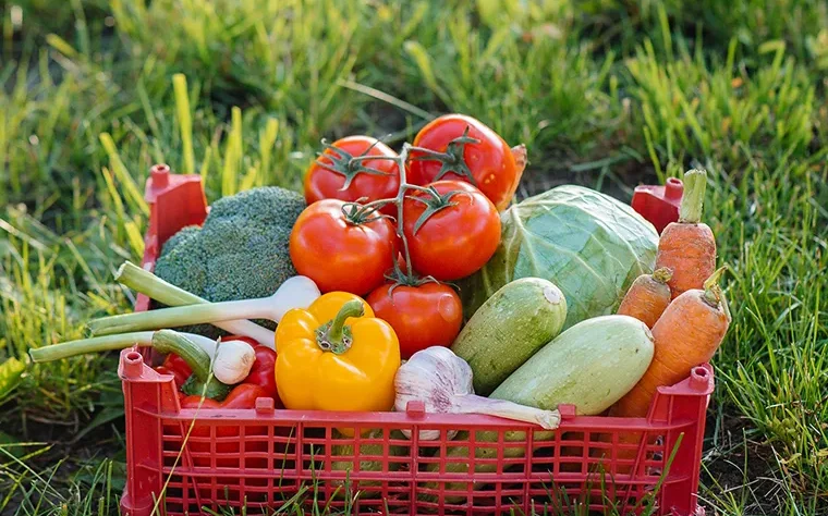 Nurturing the earth to bring you premium agriculture products, grown with care and commitment to quality. From farm to table, experience the best of nature.