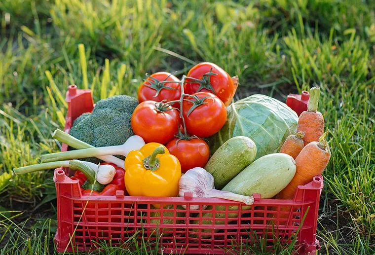 Nurturing the earth to bring you premium agriculture products, grown with care and commitment to quality. From farm to table, experience the best of nature.