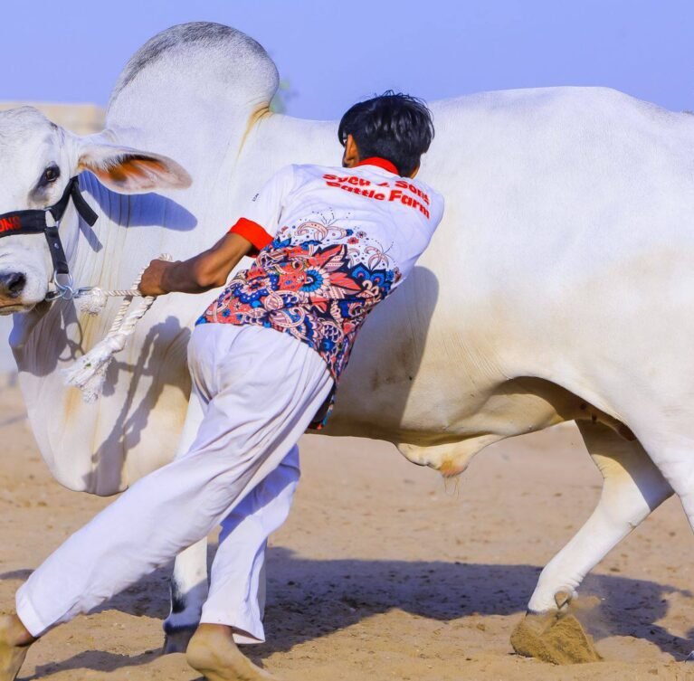 At Syed and Sons Cattle Farm, we believe in creating meaningful and memorable experiences for our visitors. Our farm is not just a place to buy cattle — it’s a place to learn, explore, and connect with nature.