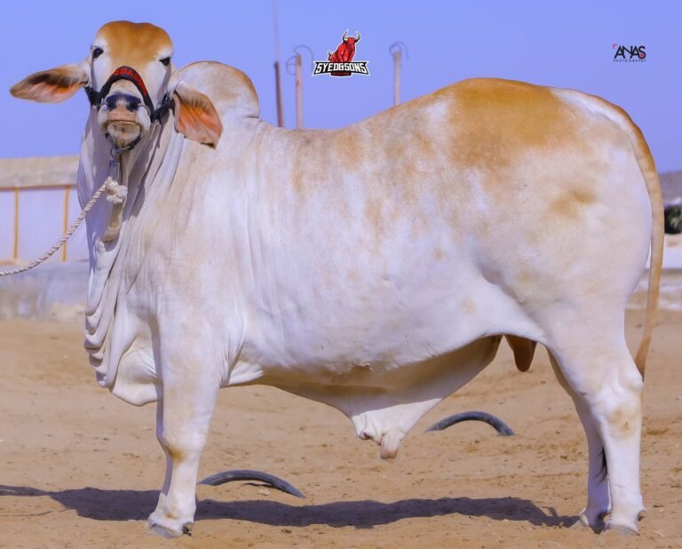 There are many variations of passages of Lorem Ipsum available, but majority have suffered teration in some form, by injected humour, or randomised words which don't look even slight believable. If you are going to use a passage of Lorem Ipsum.